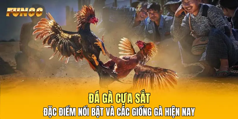 1 Đá Gà Cựa Sắt - Đặc Điểm Nổi Bật Và Các Giống Gà Hiện Nay Đá Gà Cựa Sắt - Đặc Điểm Nổi Bật Và Các Giống Gà Hiện Nay